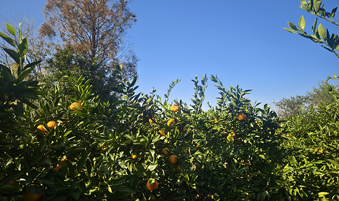 橘林探險(xiǎn)，尋味金秋——記凱迪正大2025年度秋季團(tuán)建活動(dòng)